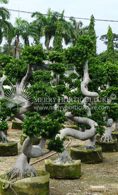 Ficus snake form